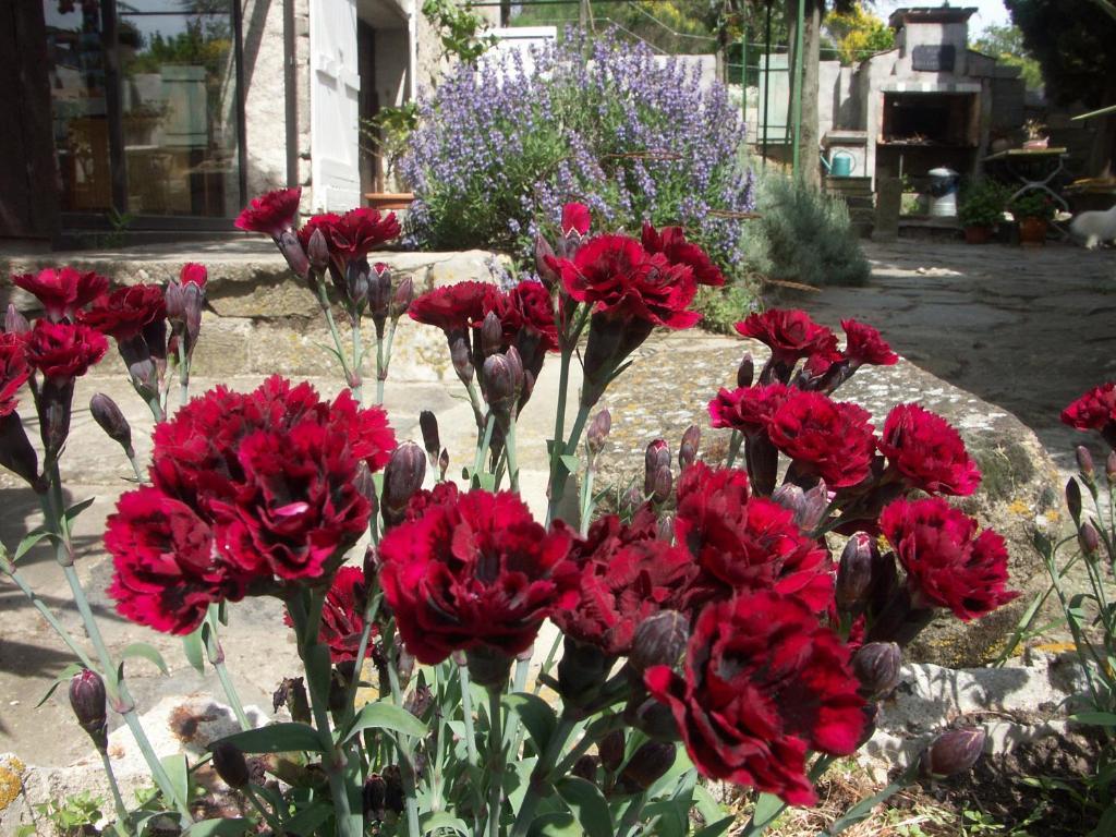 Ecuries Sainte Croix Bed & Breakfast Carcassonne Exterior photo